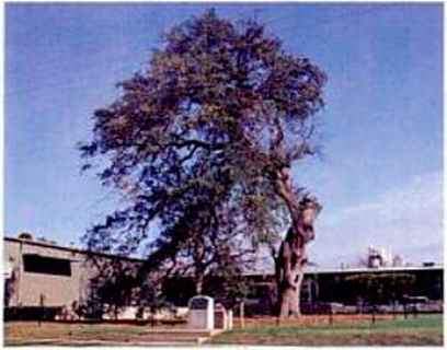 International Tool Auction Accepts Arsentee Rids